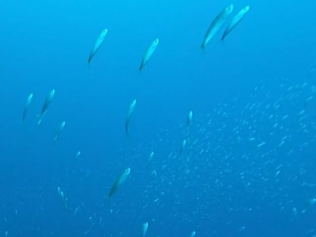 Sardinen